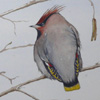 waxwings