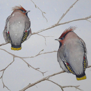 Winter waxwings